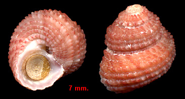 Arene bairdii (Dall, 1889) Warty Cyclostreme