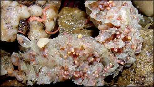 Buccinum cnismatum Dall, 1907 egg capsules & hatchlings