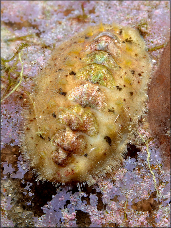 Acanthochitona pygmaea (Pilsbry, 1893) Striate Glass-hair Chiton