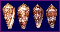 Conus dalli Stearns, 1873