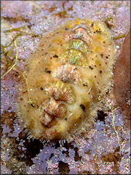 Chiton Species Nr. 2