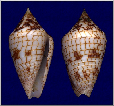 Conus lucidus Wood, 1828