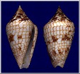 Conus lucidus Wood, 1828