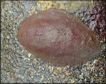 Cryptochiton stelleri (Middendorff, 1847)