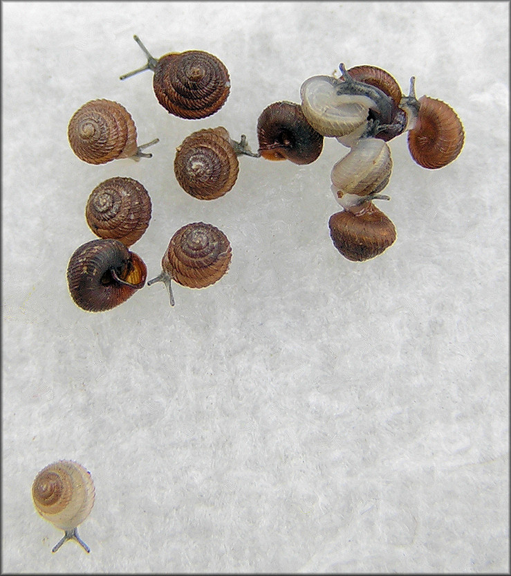 Strobilops texasianus Pilsbry and Ferriss, 1906 Southern Pinecone