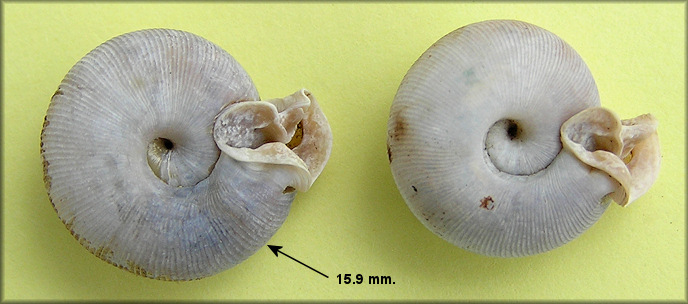 Empty Daedalochila auriculata Shells From Turnbull Creek Bridge (9/21/2008)