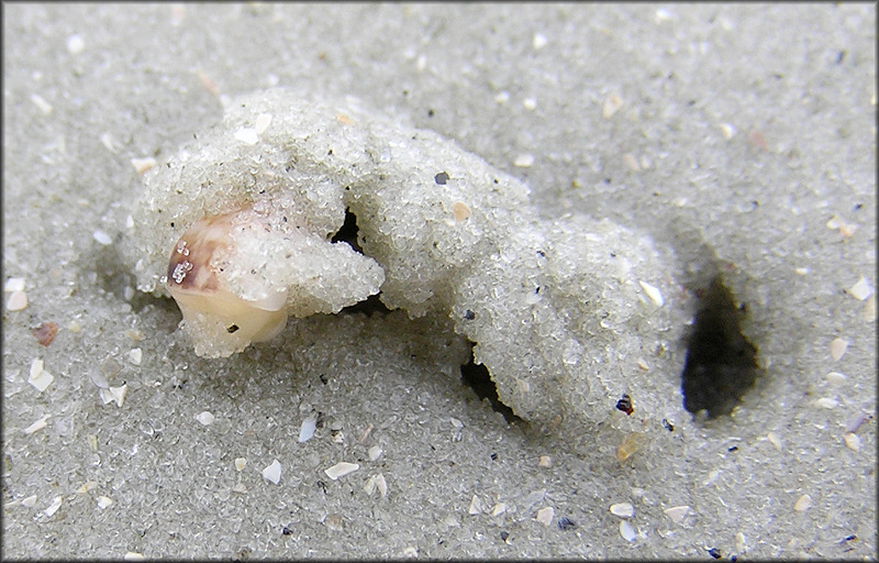 Tectonatica pusilla (Say, 1822) Miniature Moonsnail In Situ