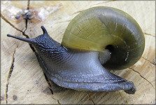 Mesomphix globosus (MacMillan, 1940) Globose Button