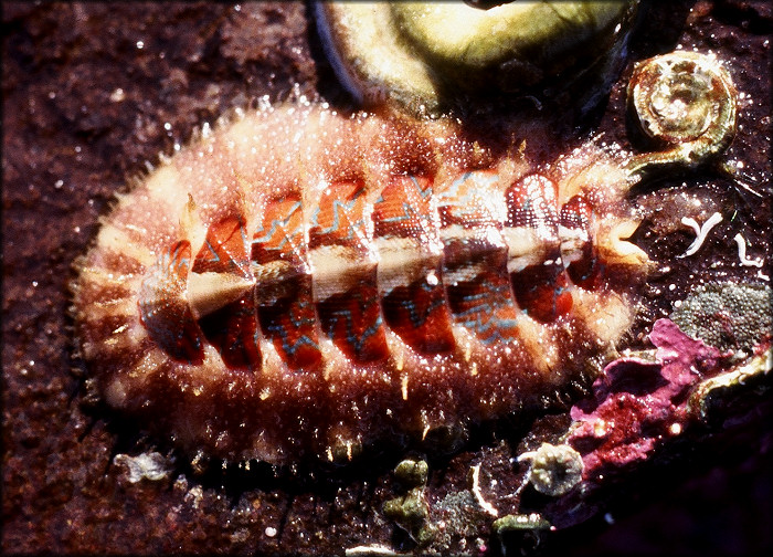 Mopalia spectabilis Cowan and Cowan, 1977