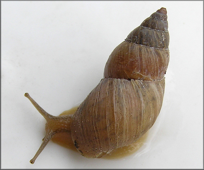 Bulimulus sporadicus (d’Orbigny, 1835)