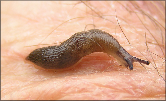 Deroceras laeve (Mller, 1774) Meadow Slug