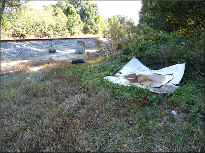     Daedalochila auriculata habitat near the Norfolk Southern Railroad tracks on Garden Road (11/19/2014). The view is looking to the east.