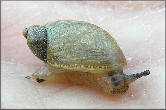 Succinea unicolor Tryon, 1866 Squatty Ambersnail