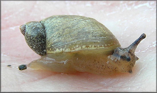 Succinea unicolor Tryon, 1866 Squatty Ambersnail