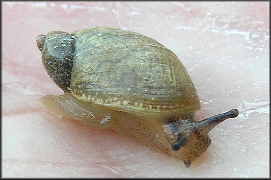 Succinea unicolor Tryon, 1866 Squatty Ambersnail