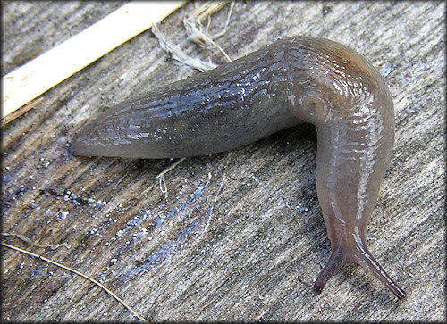 Deroceras laeve (Mller, 1774) Meadow Slug