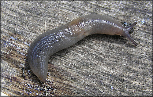 Deroceras laeve (Mller, 1774) Meadow Slug