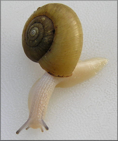 Ancotrema sportella (Gould 1846) Beaded Lancetooth