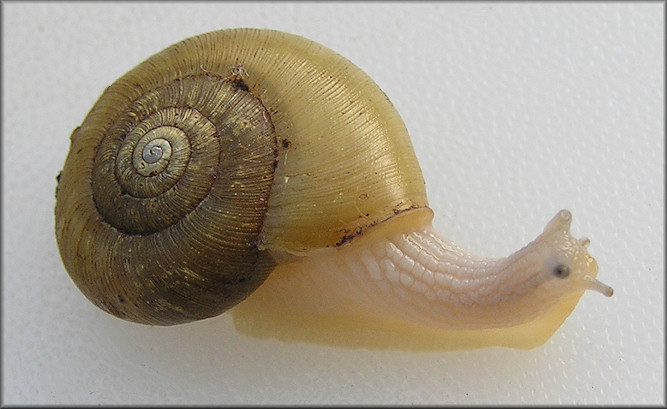 Ancotrema sportella (Gould 1846) Beaded Lancetooth