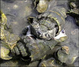 Melongena corona Mating