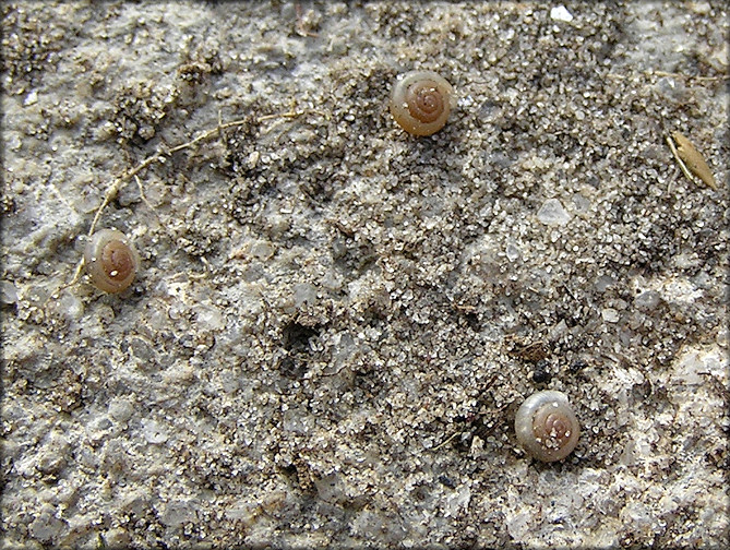 Hawaiia minuscula (A. Binney, 1841) Minute Gem In Situ