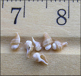 Busycotypus canaliculatus (Linnaeus, 1758) Embryonic Shells