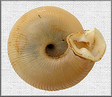 Daedalochila delecta (Hubricht, 1976) (large morph)