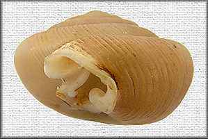 Daedalochila delecta (Hubricht, 1976) (large morph)