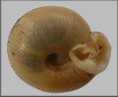 Daedalochila delecta (Hubricht, 1976) Paratype