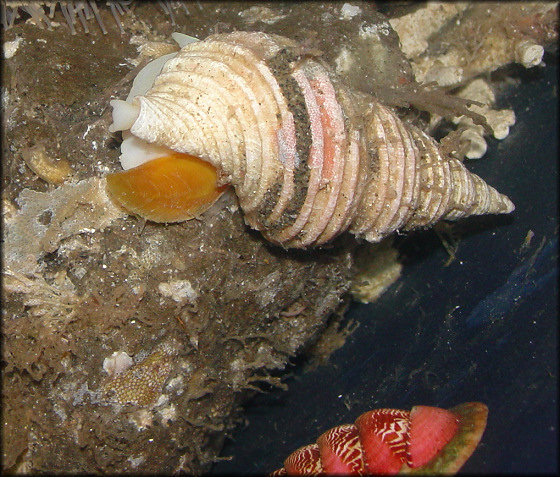 Aulacofusus periscelidus (Dall, 1891) Garter Whelk