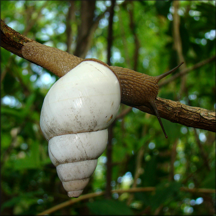 Liguus fasciatus Mller 1774 Florida Tree Snail Large Specimen