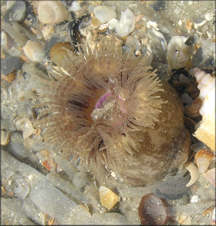 Calliactis tricolor Hermit Anemone