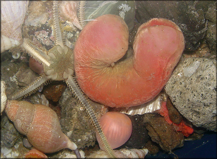 Neomenia yamamotoi Baba, 1975 "Giant Solenogaster"