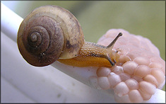 Bradybaena similaris (Frussac, 1821) Asian Tramp Snail
