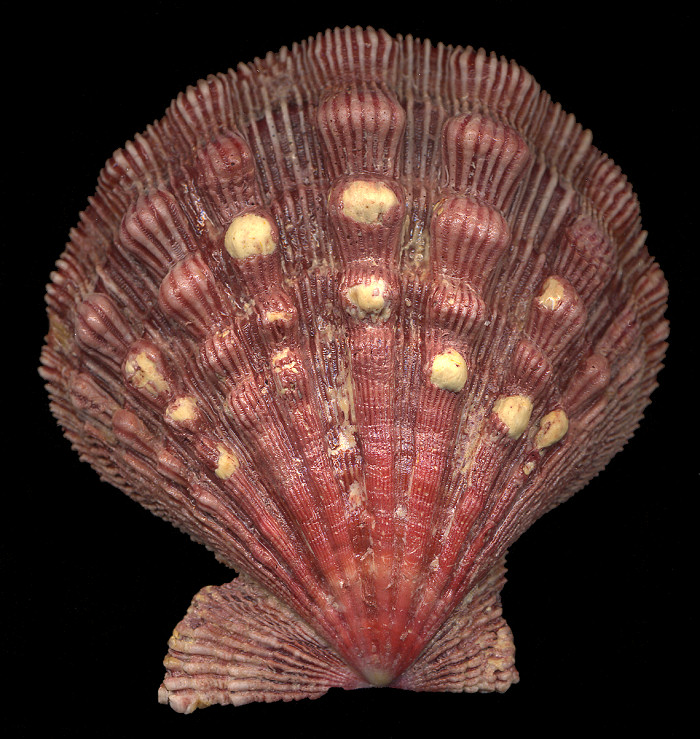 Nodipecten nodosus fragosus (Conrad, 1849) Lions-paw Scallop