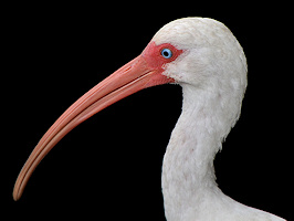 White Ibis [Eudocimus albus]