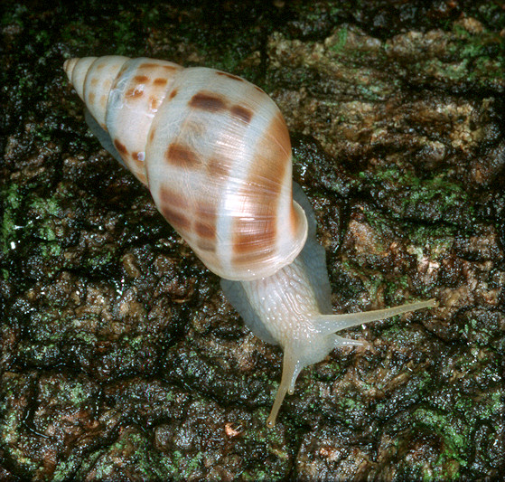 Drymaeus dormani (W. G. Binney, 1857) Manatee Treesnail