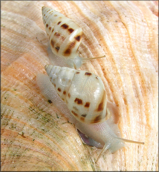 Drymaeus dormani (W. G. Binney, 1857) Manatee Treesnail