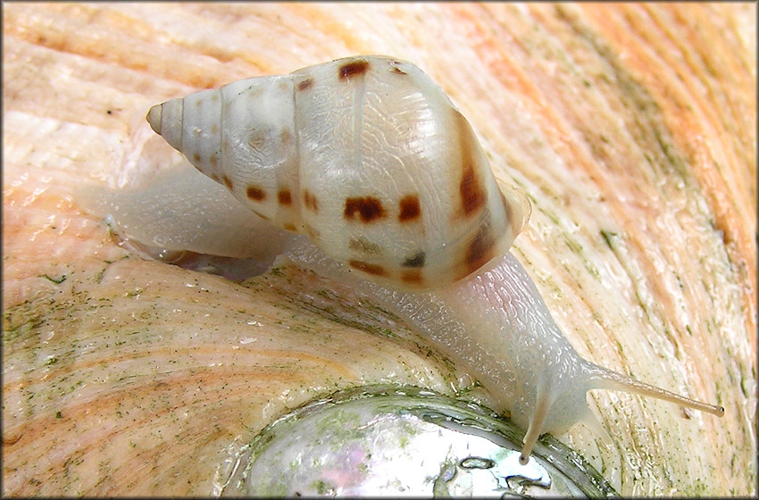 Drymaeus dormani (W. G. Binney, 1857) Manatee Treesnail