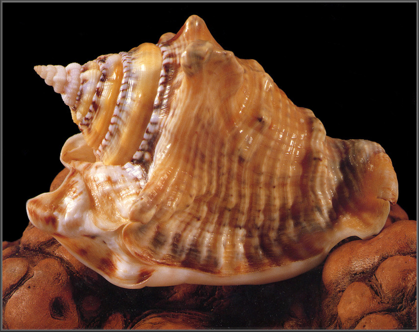 Lobatus raninus (Gmelin, 1791) Hawkwing Conch