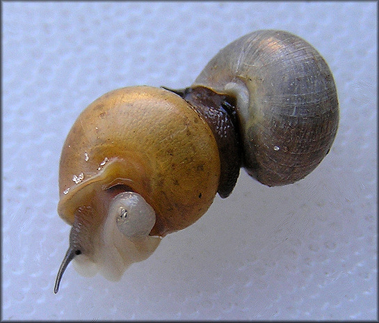 Helicina (Olygyra) orbiculata (Say, 1818) Globular Drop