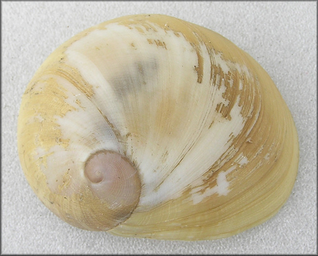 Sinum perspectivum (Say, 1831) White Baby Ear Large Specimen