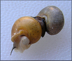 Helicina (Olygyra) orbiculata (Say, 1818) Globular Drop