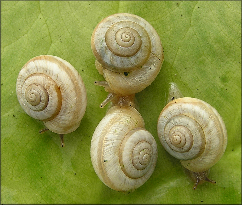 Praticolella mexicana K. Perez, 2011 "Peripatetic Scrubsnail"