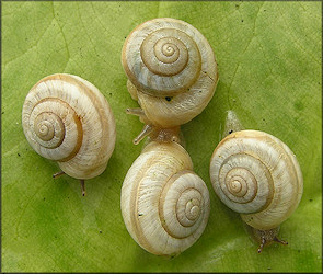 Praticolella mexicana K. Perez, 2011 "Peripatetic Scrubsnail"