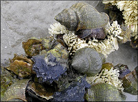 Stramonita haemastoma (Linnaeus, 1767) Florida Rocksnail Communal Egg Laying