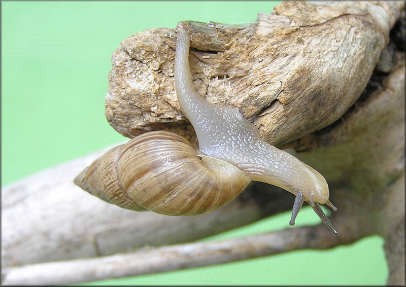 Bulimulus sporadicus (d’Orbigny, 1835)