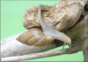 Bulimulus sporadicus (d’Orbigny, 1835)