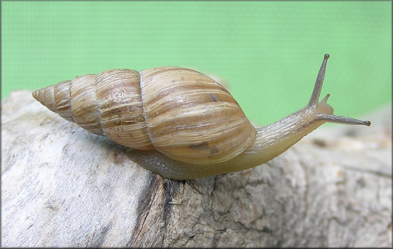 Bulimulus sporadicus (d’Orbigny, 1835)