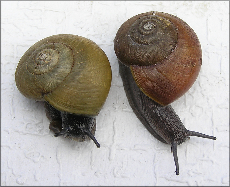 Mesomphix globosus (MacMillan, 1940) Globose Button Color Comparison